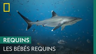 Documentaire Les bébés requins sont de fragiles créatures