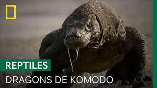 Documentaire Les dragons de Komodo, créatures aussi fascinantes que terrifiantes