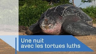 Les géantes de Yalimapo
