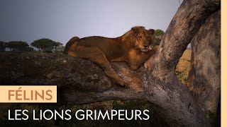 Les lions grimpeurs, perchés dans les figuiers