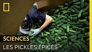 Documentaire Les secrets de fabrication des pickles épicés