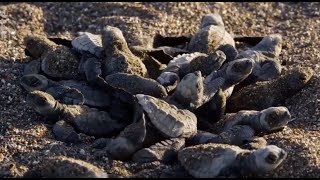 Les secrets d'un nid de tortues marines