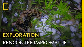 Magnifique rencontre avec un chat léopard dans une forêt primaire