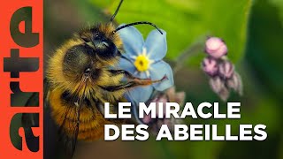 Documentaire Mon jardin aux mille abeilles