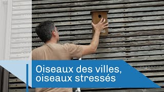 Documentaire Oiseaux des villes, oiseaux stressés