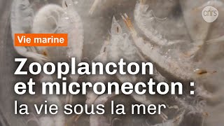 Pêcheurs de zooplanctons et micronectons