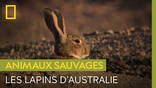 Petit animal mais grand danger : le problème des lapins en Australie