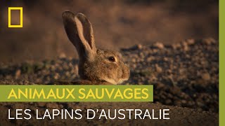 Documentaire Petit animal mais grand danger : le problème des lapins en Australie