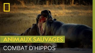 Documentaire Pour ne pas mourir de chaud, cet hippopotame doit s’engager dans un dangereux combat