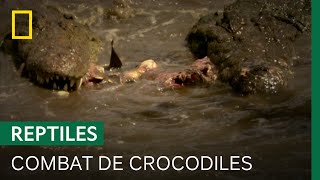 Pourquoi chasser quand on peut voler la proie d'un congénère ?