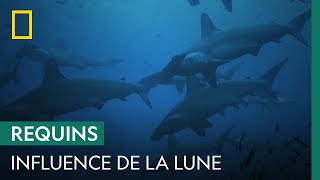 Documentaire Quelle influence a la lune sur les requins ?