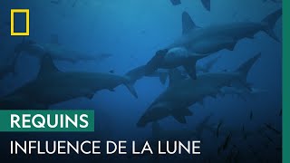 Quelle influence a la lune sur les requins ?