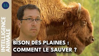 Réintroduire le bison dans les plaines qui lui appartiennent