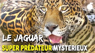 Rencontre spectaculaire avec le jaguar au Brésil