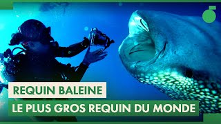 Documentaire Requin Baleine : rencontre avec le plus grand poisson du monde !