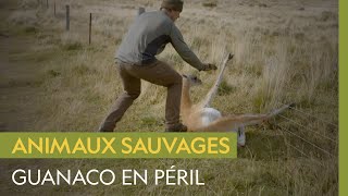 Documentaire Sauvetage d’un guanaco coincé dans une clôture