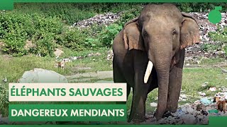 Sri Lanka : des éléphants de plus en plus dangereux