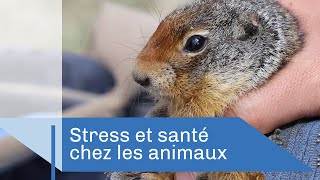 Documentaire Stress social chez les animaux