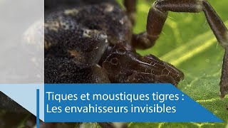 Tiques et moustiques tigres : les envahisseurs invisibles