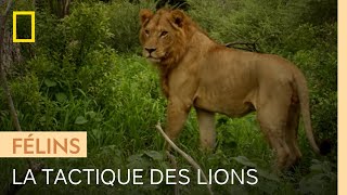 Trois lions attendent qu'un léopard descende de l'arbre pour l'attaquer