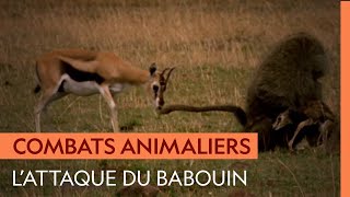 Documentaire Un babouin capture un faon, mais la gazelle est prête à tout pour récupérer son petit