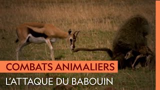 Un babouin capture un faon, mais la gazelle est prête à tout pour récupérer son petit