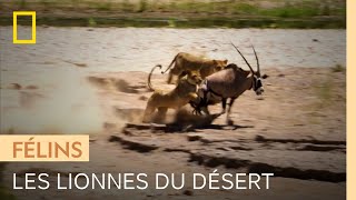 Un clan de lionnes à l'assaut d'un oryx esseulé