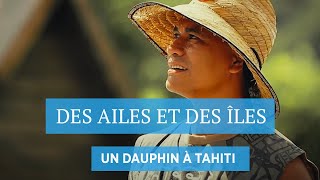 Documentaire Un dauphin à Tahiti – Des ailes et des îles