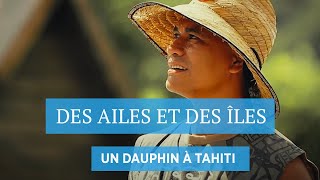 Un dauphin à Tahiti - Des ailes et des îles