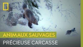 Un glouton, une pie et un lynx se disputent une carcasse