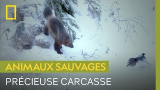 Documentaire Un glouton, une pie et un lynx se disputent une carcasse