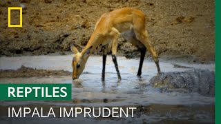 Un jeune impala s’abreuve à côté d’un crocodile en embuscade
