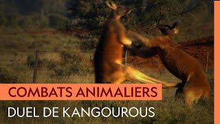 Documentaire Un kangourou de 1m80 s’attaque au caïd du clan