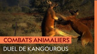 Un kangourou de 1m80 s'attaque au caïd du clan