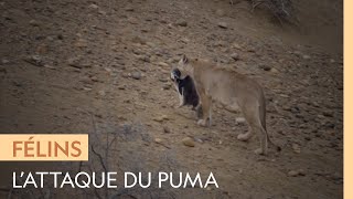 Un puma attaque un groupe de manchots
