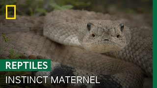 Documentaire Un serpent à sonnette défend ses petits en dépit du danger