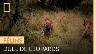 Une femelle léopard en chaleur peut attirer l'attention des indésirables