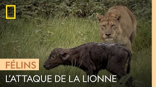 Documentaire Une lionne attaque un jeune buffle pour nourrir ses petits
