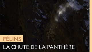 Une panthère des neiges fait une chute de 120 mètres de haut en chassant