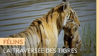 Documentaire Une tigresse et ses petits traversent un lac plein de crocodiles