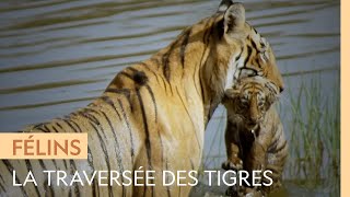 Une tigresse et ses petits traversent un lac plein de crocodiles