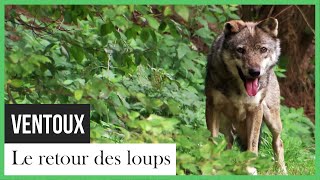 Ventoux, le retour des loups