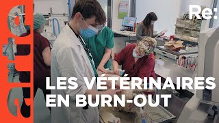 Vétérinaires : au bord du burn-out