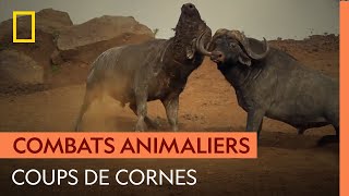Violent combat entre deux buffles