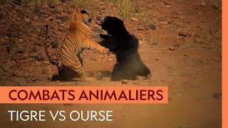 Documentaire Violent duel entre un tigre et une ourse qui défend son petit