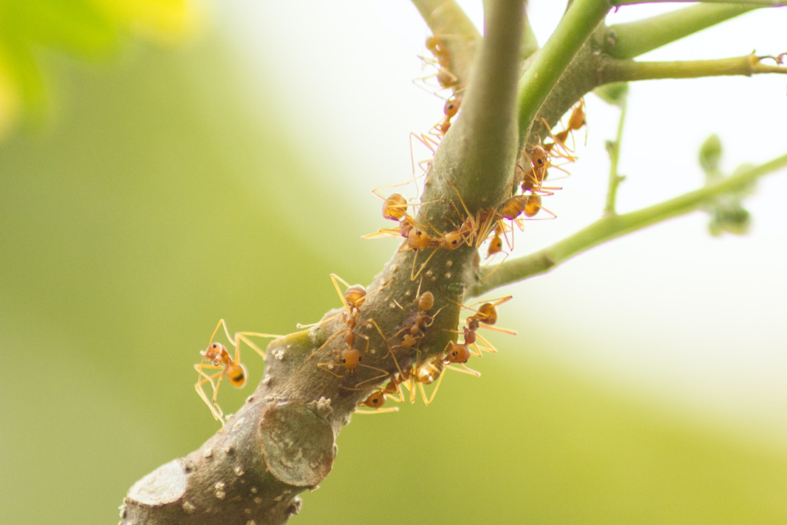 Des insecticides naturels pour le jardin