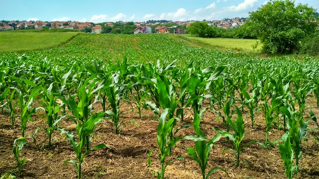 Comment l'agriculture durable peut-elle aider à réduire l'impact environnemental ?
