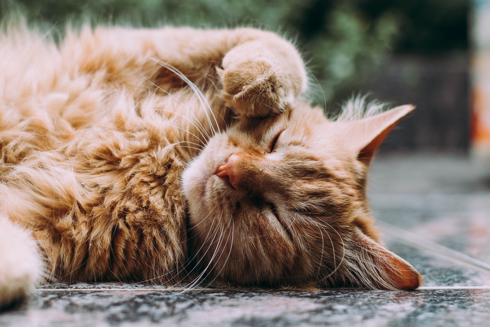 Pipette anti-puces chat : pourquoi sont-elles indispensables ?