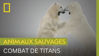 800 kilos de rage : les violents combats d'ours blancs
