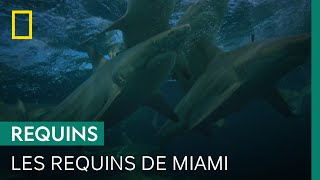 À Miami, les baigneurs côtoient des milliers de requins sans le savoir